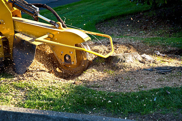 The Steps Involved in Our Tree Care Process in Polkton, NC